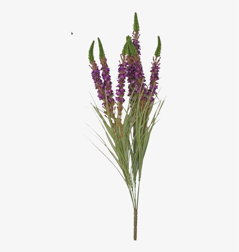 25” Torchflower Bush Purple - Lavandula Lanata, transparent png #3825828