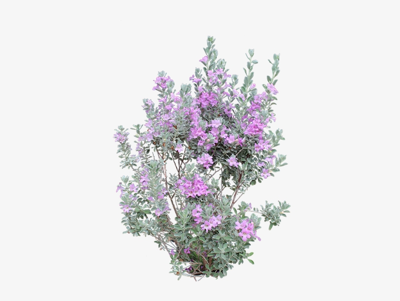 Heavenly Cloud Sage - Transparent Purple Pampas Plant Png, transparent png #3825830