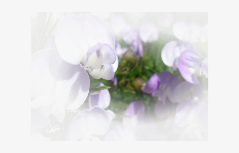 Psoralea Pinnata, transparent png #3826032