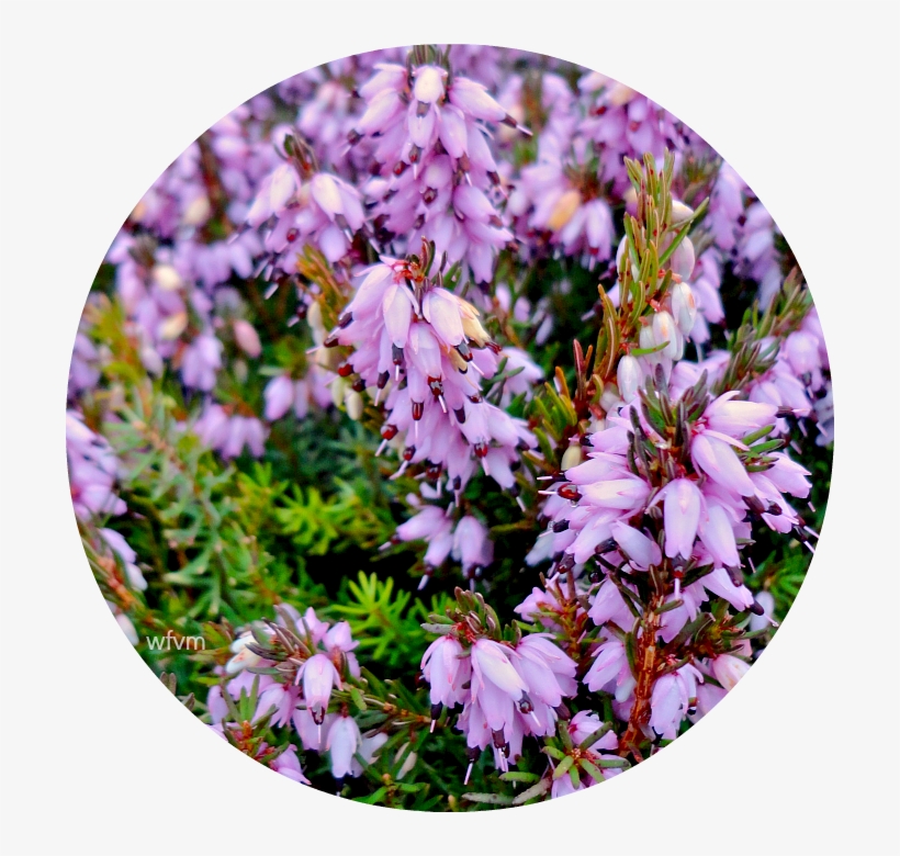 Heathers - Lily Family, transparent png #3826207