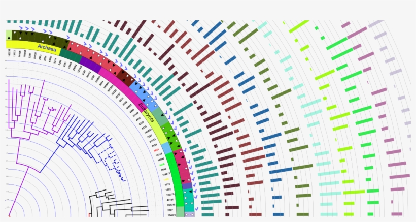 Second Slide - Phylogenetic Tree Background Transparent, transparent png #3827087