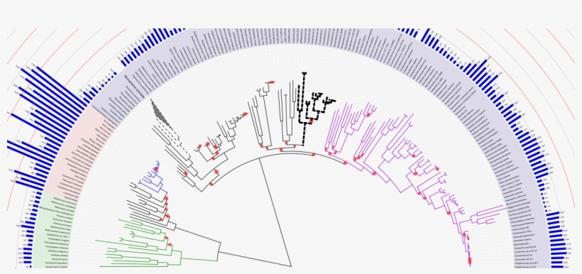 Welcome To Itol V4 - Phylogenetic Tree, transparent png #3827335