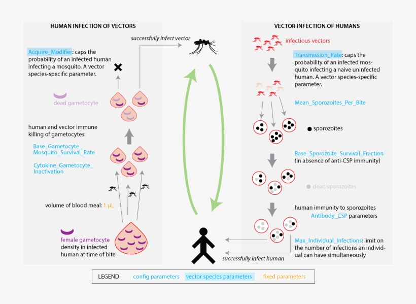 Images/malaria Infection Human Vector Transmission - Human, transparent png #3827396