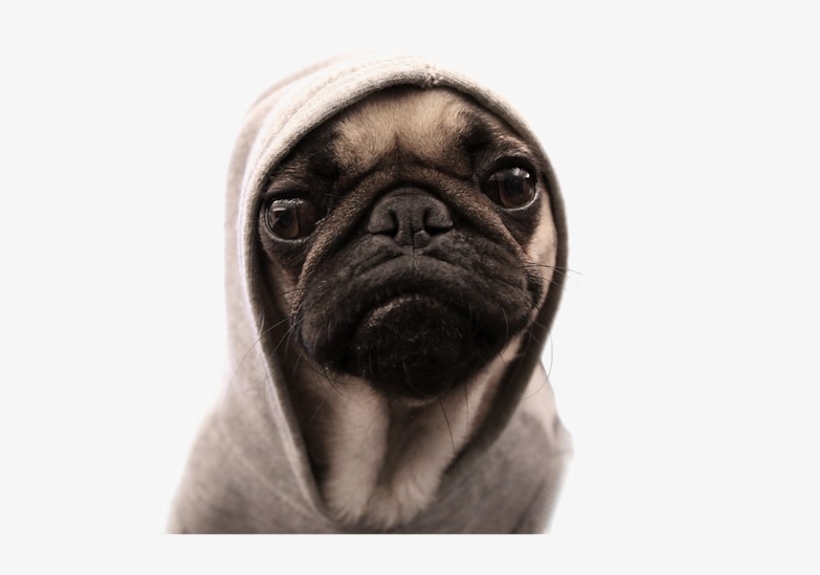 Thug Life Pug Png Image Background - Thug Pug, transparent png #3829728