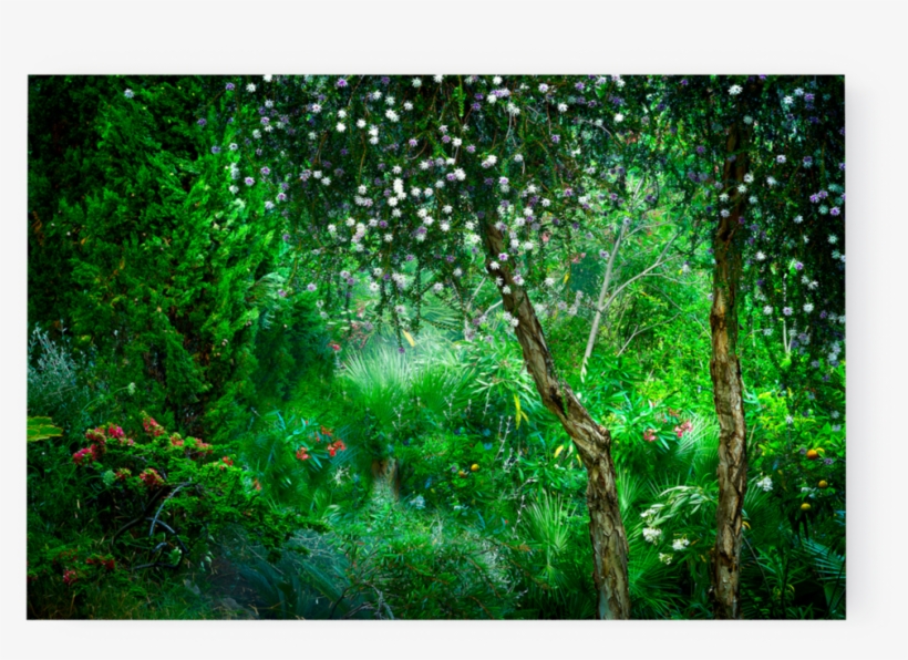 Photo Le Jardin Eden - Garden, transparent png #3830156