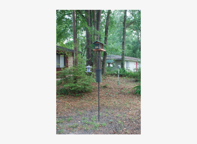 A Baffle Should Help Keep Squirrels Away From Your - Tree, transparent png #3830453