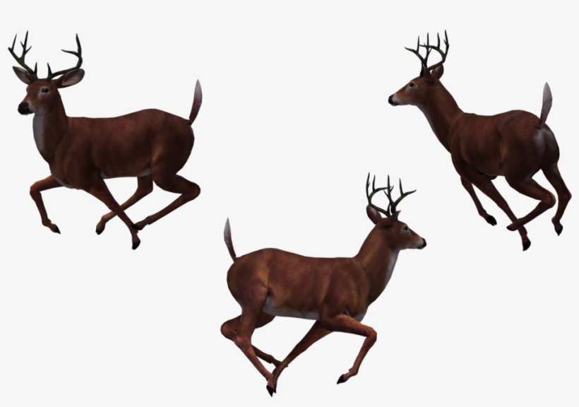 Deer Heart Picture Stock Photo Techflourish Collections - Deer, transparent png #3831584