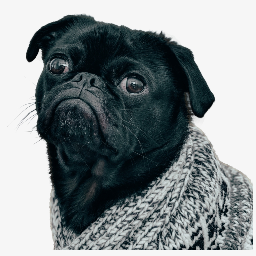 Black Pug Dog - Обои На Айфон Мопс, transparent png #3832859