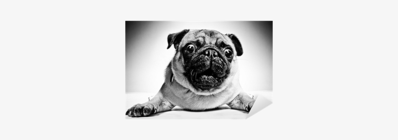 Black And White Pictures Of Pugs, transparent png #3833060