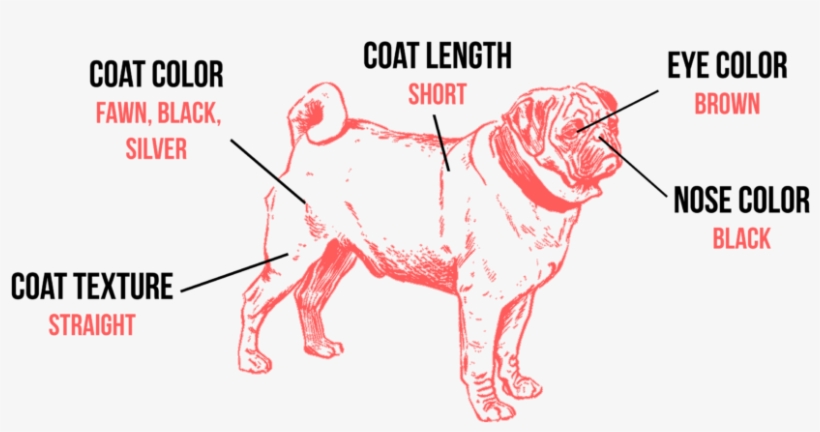 A Pug's Colors And Markings Are Very Standardized - Pug Silhouette Throw Blanket, transparent png #3833420