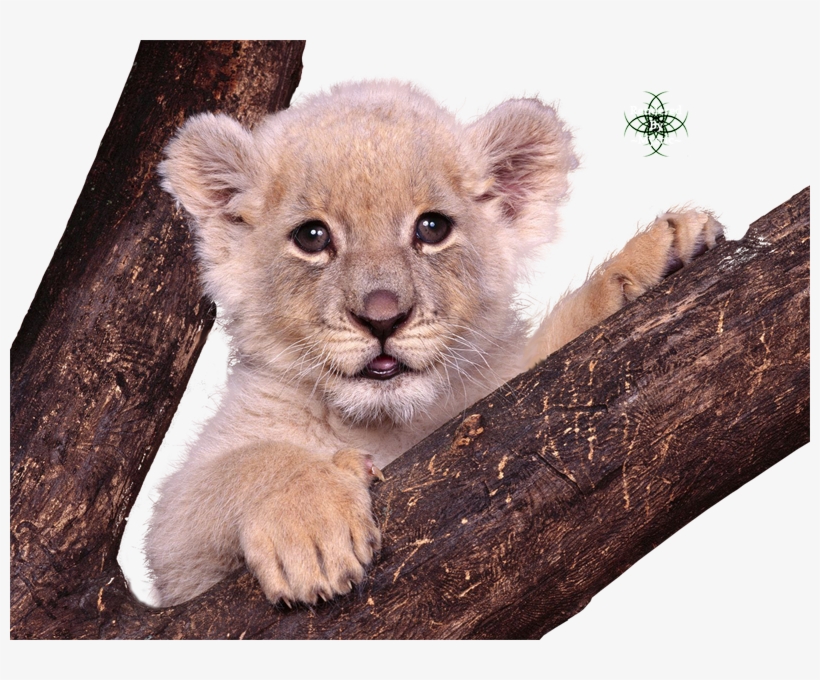 Liked Like Share - Lion Baby S Gif, transparent png #3833443