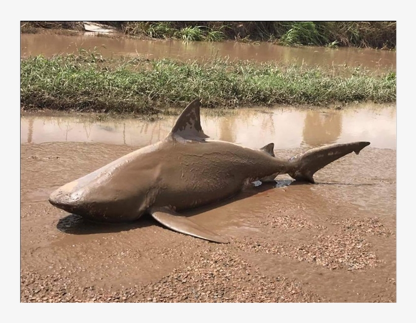Bull Shark Found Washed Up Inland In Australia After - Cyclone Debbie Shark, transparent png #3833444