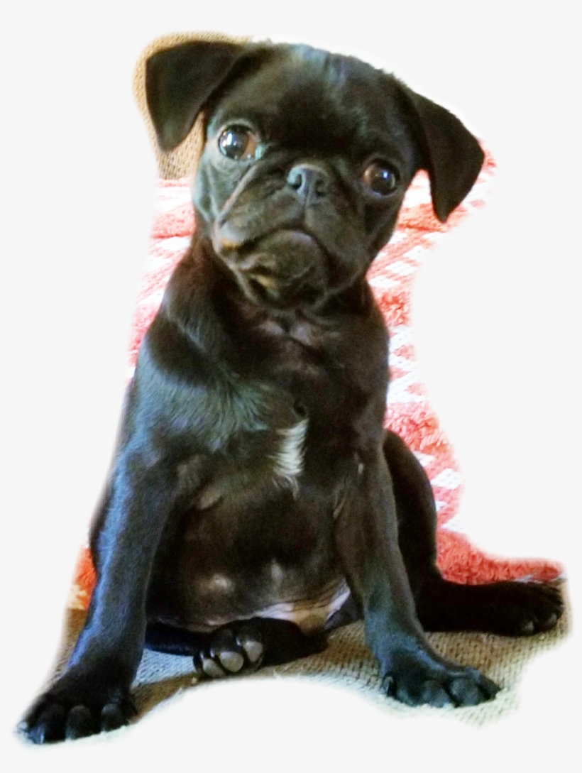 Report Abuse - Pug, transparent png #3833467