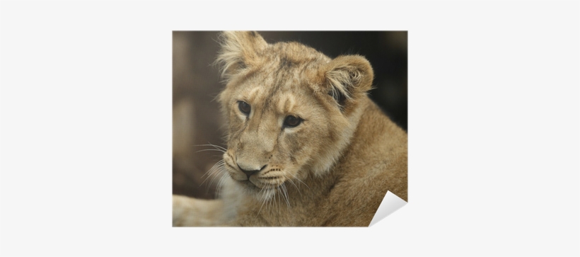 Lion, transparent png #3833585