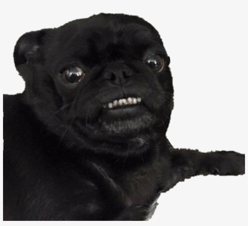 Pug, transparent png #3833725
