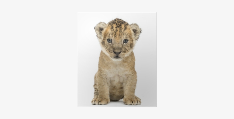 Lion Cub, 4 Weeks Old, Isolated On White Poster • Pixers® - 4 Weeks Old Male Lion Cubs, transparent png #3833769