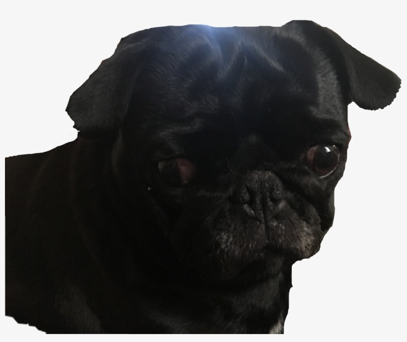 Pug Blackpug Dog Cute Puppy Freetoedit - Pug, transparent png #3833844