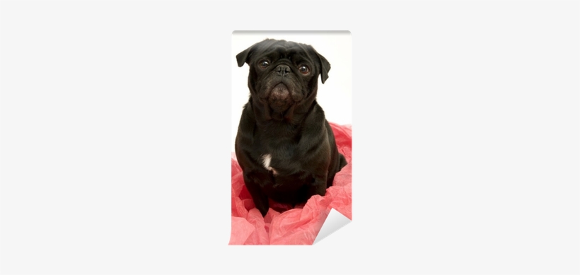 Stock.xchng, transparent png #3834262