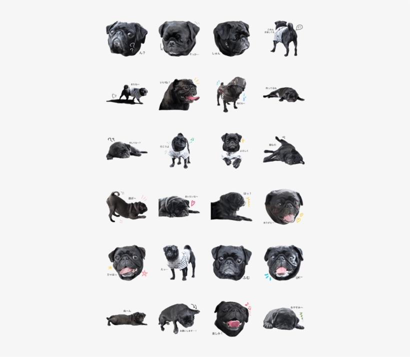 Black Pug Anko Stamp - Pug, transparent png #3834287