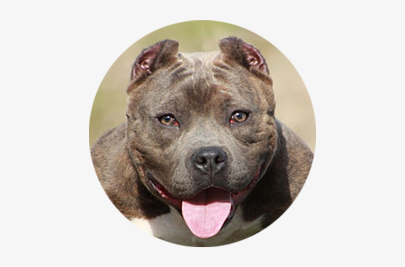 American Staffordshire Terrier - American Bully, transparent png #3834635