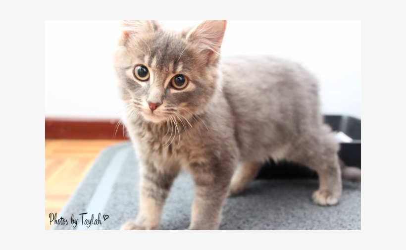 Looking For Love - Domestic Short-haired Cat, transparent png #3834693