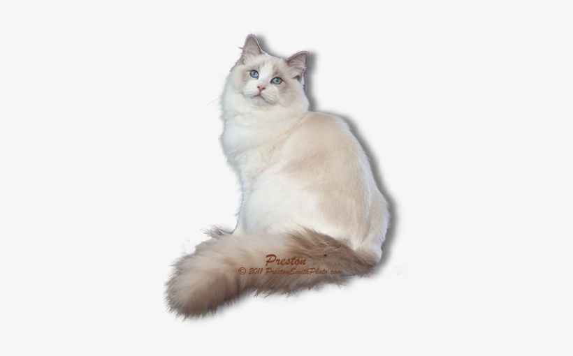 Persian Cat Clipart Ragdoll Cat - Ragdoll Cat With No Background, transparent png #3834719