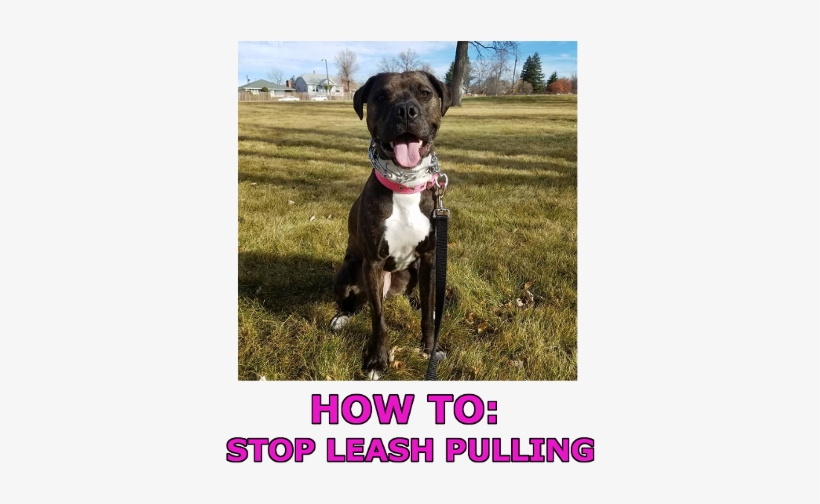 How To Stop Leash Pulling And Collars That Help - Leash, transparent png #3834746