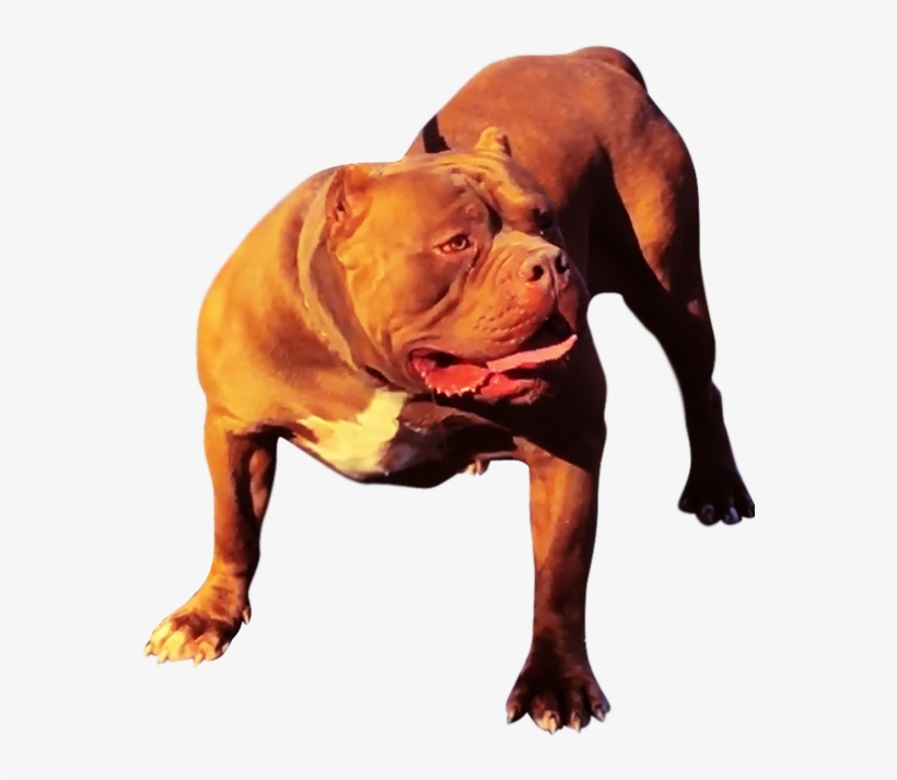 Xxl Pitbull Kennels - American Pit Bull Terrier, transparent png #3834861