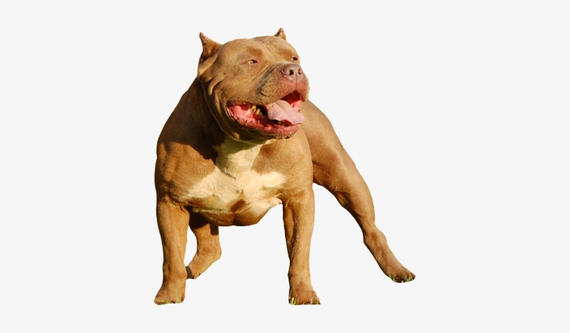 Pitbull Freebies - American Bully En Png, transparent png #3834954