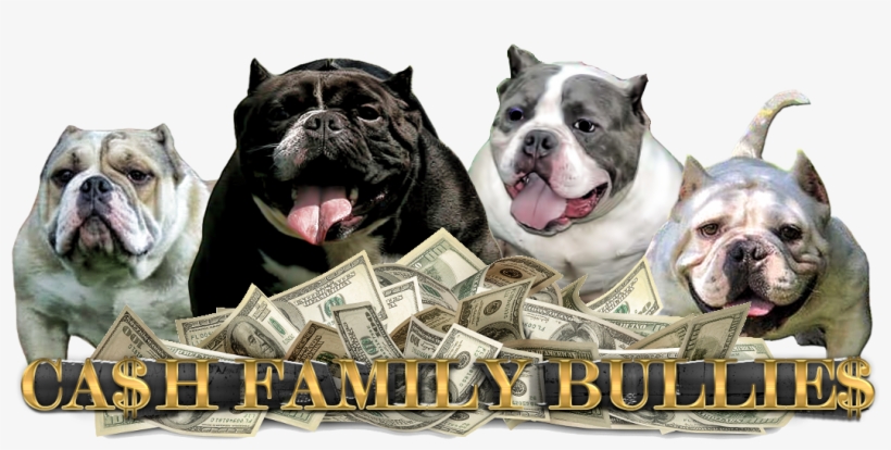 Cash Family Bullies - Start A Successful Business Without Money And Enjoy, transparent png #3835084