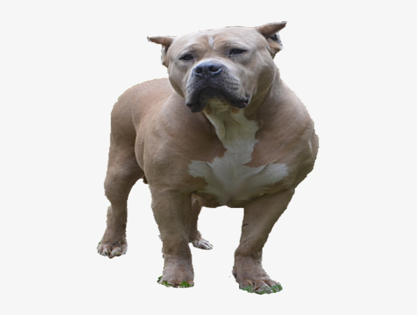 Pit Bull, transparent png #3835103
