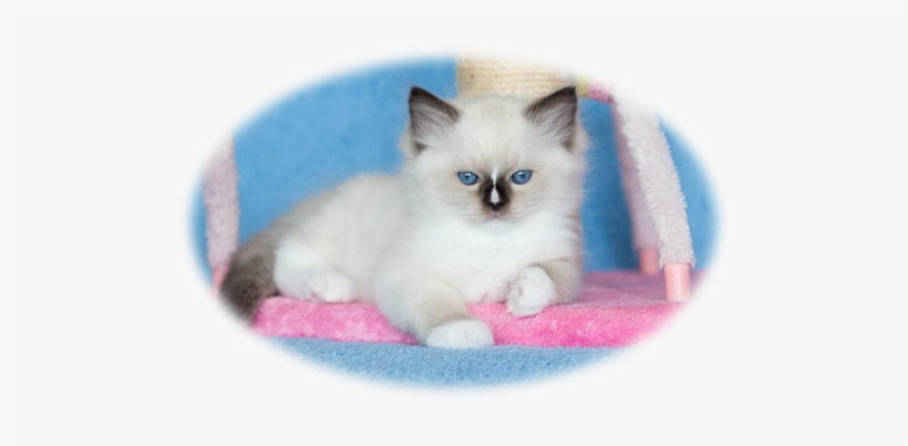 Aquamarinedolls - Ragdoll Kittens - ' - Ragdoll, transparent png #3835148
