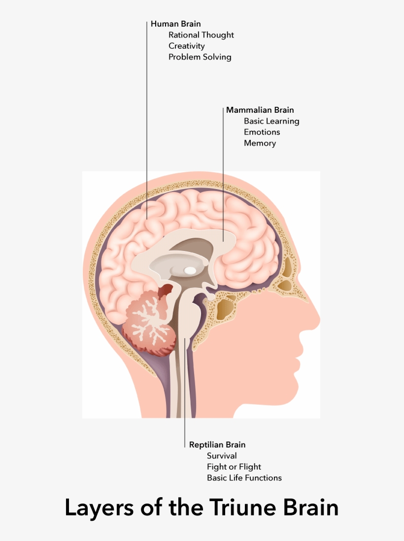 Our Unconscious Cognitive And Emotional Thinking Happens - Vector Stock Brain Anatomy, transparent png #3836320