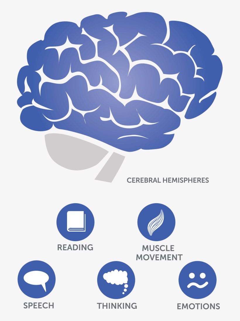 Where Does Glioblastoma Occur In The Brain - Brain, transparent png #3836404