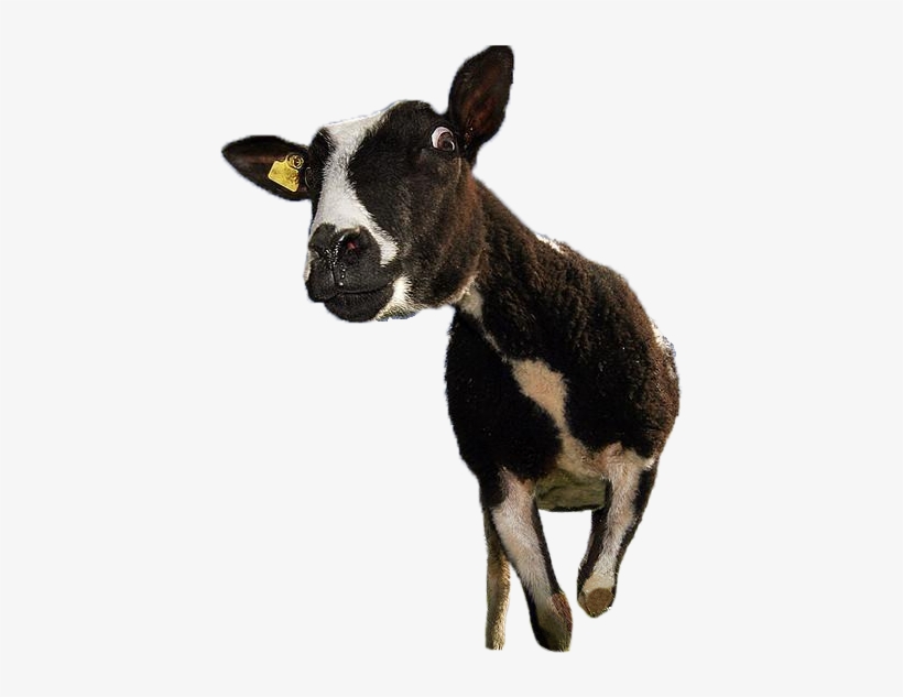 Funny Cow Standing In A Field - Calf, transparent png #3836607