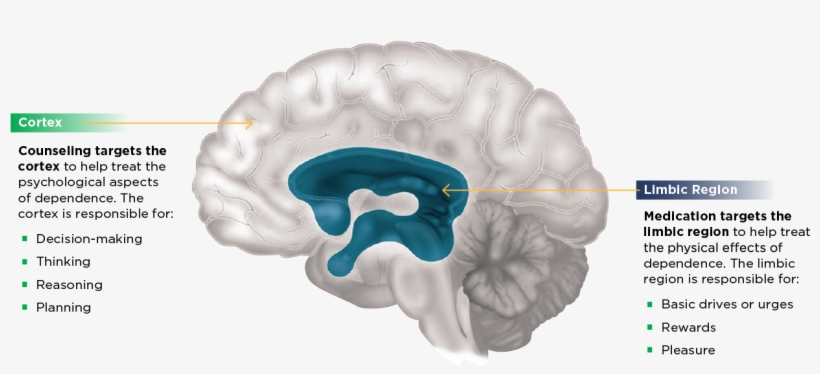 Brain Regions Associated With Dependence1 - Areas Of The Brain Influence Addiction, transparent png #3836747