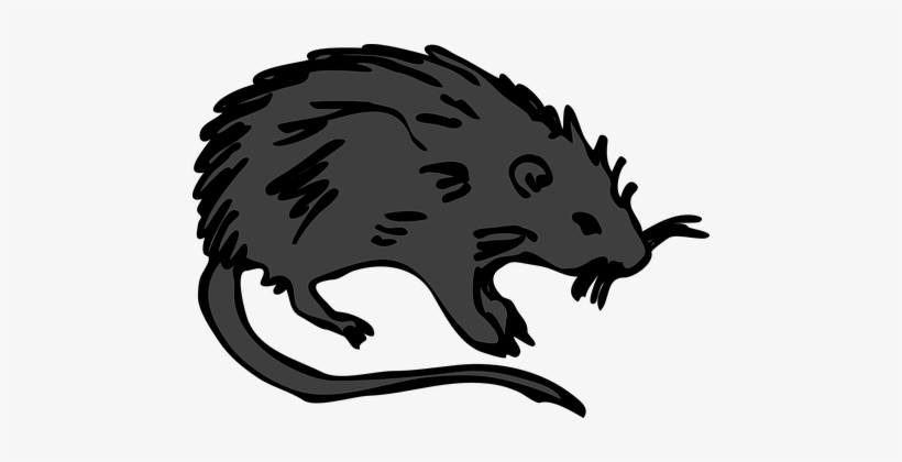 Rat, Black, Rodent, Black Death, Plague - Black Death Rats Cartoon, transparent png #3837108