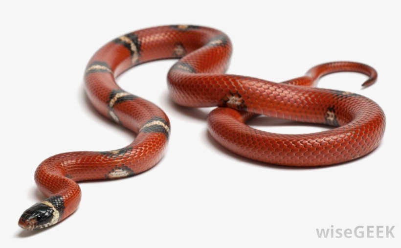 Snake Transparent Background Png - Food Chain Grade 6, transparent png #3838368