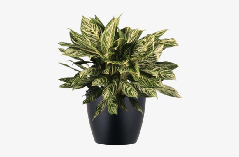 Low Light Indoor Aglaonema Chinese Evergreen Plant - Aglaonema Png, transparent png #3839025