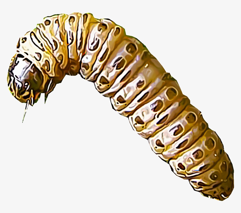 Sod Webworms Comprise Several Different Species Of - Bug Larvae Png, transparent png #3839259
