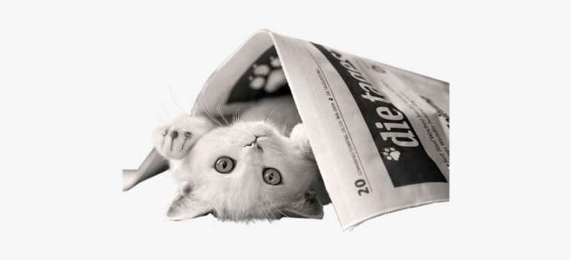 Cats Dogs 36 - Good Morning Animal Video, transparent png #3839601