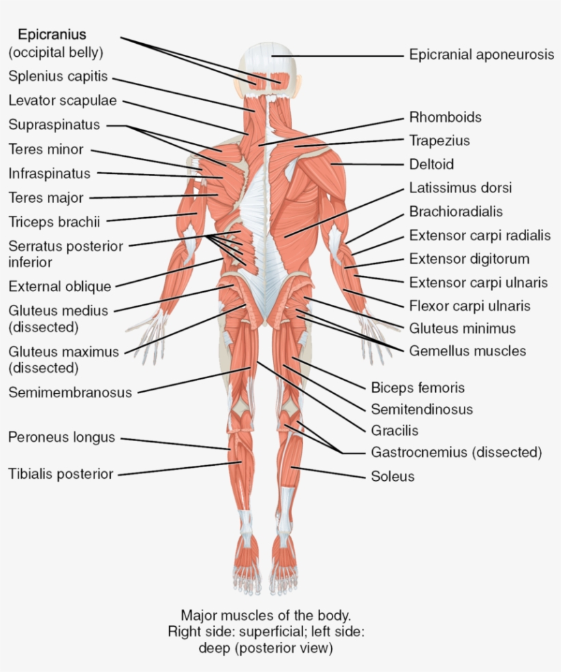 trunk-human-body-the-muscles-of-the-trunk-human-anatomy-nervous
