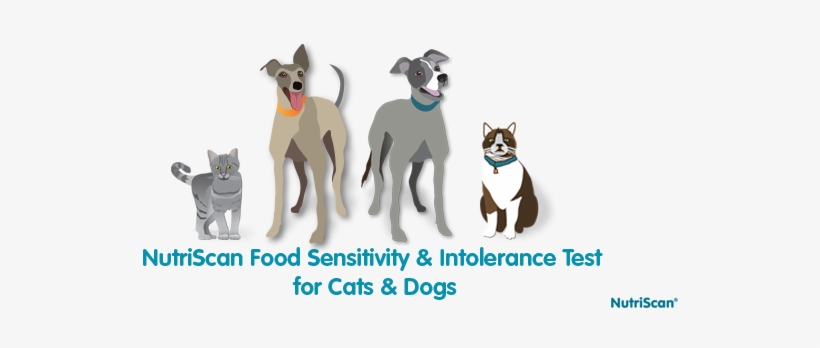 Nutriscan Food Sensitivity And Intolerance Test For - Food Allergy, transparent png #3839829