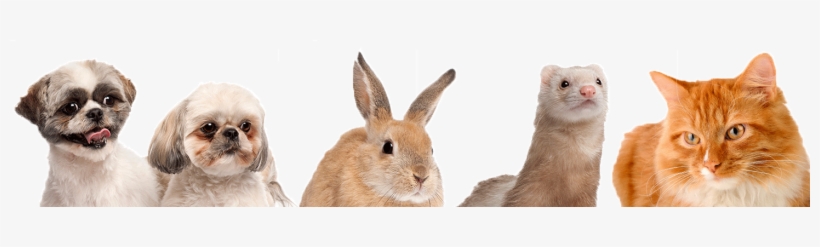 These Are The Animals That We Treat At Royal Oak Pet - Dog Cat Ferret And Rabbit, transparent png #3839897