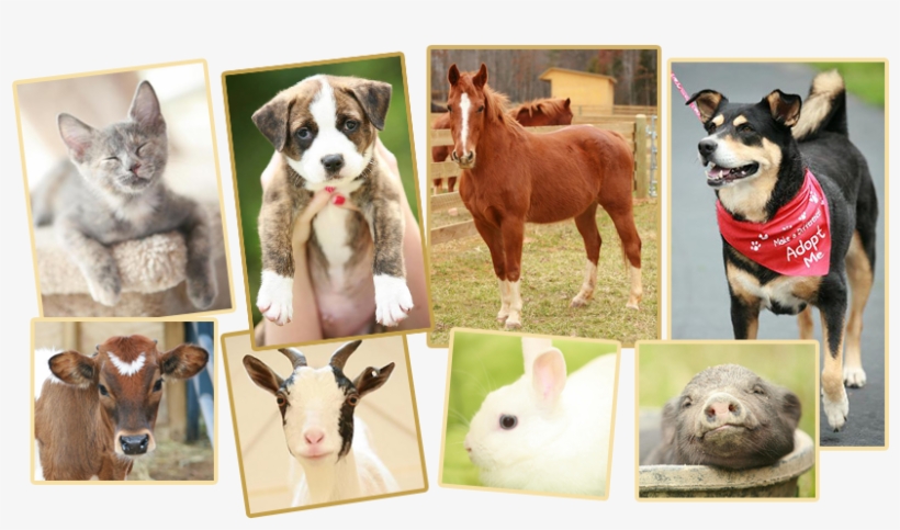 Adopting An Animal - Dogs Cats And Other Animals, transparent png #3839921
