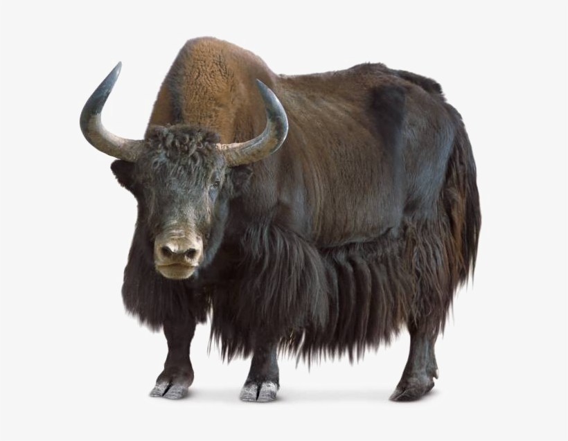 Yak Png Transparent Image - Yak Png, transparent png #3839952