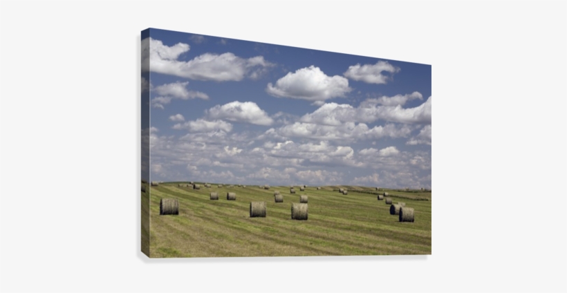 Hay Bales In Field, Alberta, Canada Canvas Print - Posterazzi Hay Bales In Field Alberta Canada Posterprint, transparent png #3840424