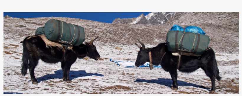 "a Live Pulse" - Yak, transparent png #3840566