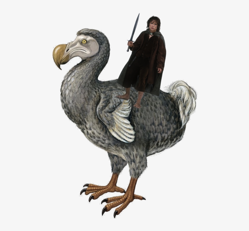 Now Get Ready For - Dodo Pigeon, transparent png #3842516