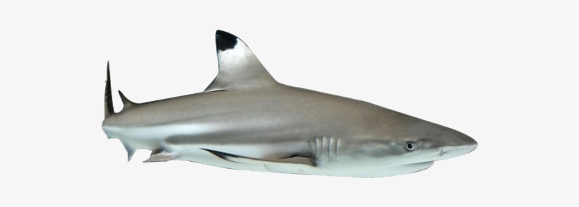 Shark Fin Png Download - Great White Shark, transparent png #3843158